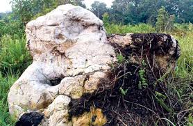 57 tempat menarik di perak 2021 paling popular panduan bercuti. Batu Gajah Perak