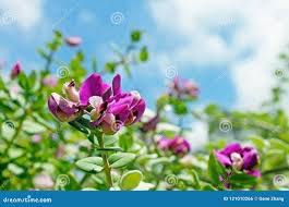 Image result for Polygalaceae