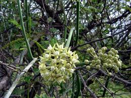 Image result for Cynanchum viminale