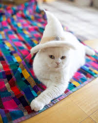 Sintia Sem Bradley Adli Kullanicinin Funny Cats Panosundaki Pin Sevimli Kediler Kedi Kedi Kopek