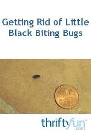 Bathroom Little Black Bugs In My House Getting Rid Of Tiny Biting Black Bugs Carpet Bugs Black Insects Brown Bugs