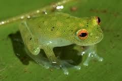 French Guiana Check List · iNaturalist