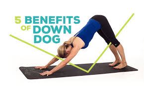 5 Benefits Of Downward Facing Dog Pose Basic Yoga Poses Downward Facing Dog Downward Dog Pose