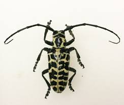 More images for black and yellow beetle » Household Beetles Insects In The City
