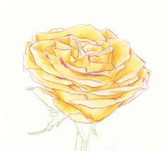 Learn how to draw a bouquet of flowers with this easy step by step flower bouquet drawing tutorial! Drawing Roses In Graphite Pencil And Colored Pencil
