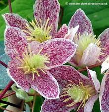 Winter Flowering Clematis Flower Clematis Cirrhosa Flowering Vines
