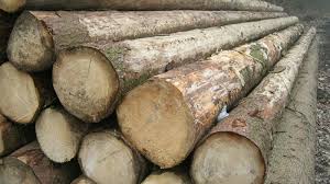 # перевод песни timber (pitbull). German Timber Company Internationaler Holzhandel