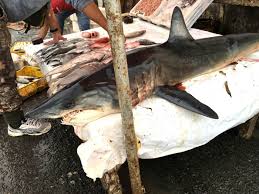 Shark Fishing In The Surf On Oak Island - Sands In The Surf : Oak Island, Nc