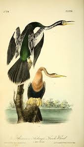 The Birds Of America From Drawings Made In Th Hudozhniki Ptichki Pticy