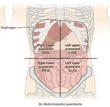 The quadrants are defined by drawing an imaginary line vertically (top to bottom) and horizontally (sideways) though the umbilicus (belly button). 1 05 Anatomical Regions And Quadrants