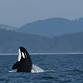 Whales & Wildlife Ecotour - Community Access