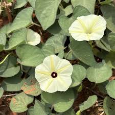 Image result for Ipomoea obscura