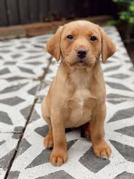 They can be used in the field or show ring and return home to. We Got A Puppy Meet Our 8 Week Old Golden Fox Red Labrador Fox Red Labrador Red Labrador Golden Labrador Puppies