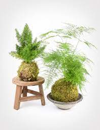 Aquaponic Asparagus Fern Aquaponic