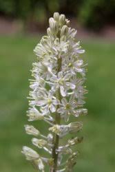 Image result for Drimia sanguinea