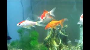 The ideal habitat for a comet goldfish is in a pond with other goldfish. Comet Goldfish Size Lifespan Tank Size Care Ultimate Guide