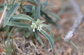 Image result for Enicostema axillare