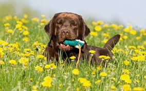 Nogle af disse navne er egentlig ganske glimrende, mens andre nok må siges at være ret misvisende. Dkk Dk