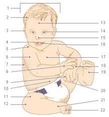 Resultado de imagen para cuerpo humano