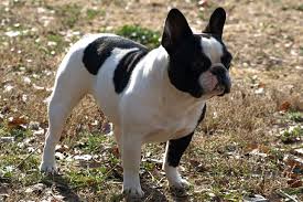 Only 1 exotic bulldog left!!! French Bulldog Puppies For Sale From Reputable Dog Breeders