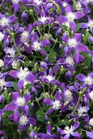 Image result for Clematis villosa