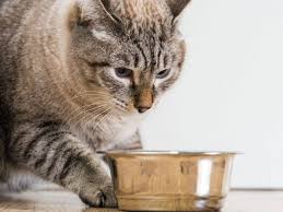 Wenn Katzen Im Alter Wahlerisch Beim Futter Werden