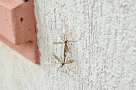 The oversized bug, that could not immediately be classified, was reportedly found in the city of cordoba in central argentina. Animal Sex How Mosquitoes Do It Live Science