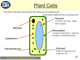 What plant cell controls photosynthesis. C Astlehead H Igh S Chool Intermediate 2 Introduction To Cells J Offord Ppt Download