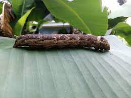 Pin On Flores De Patio