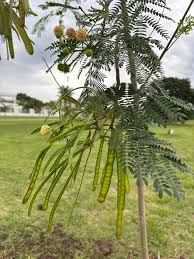 Image result for Erythrophleum africanum