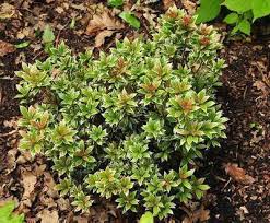 Image result for Pieris japonský little heath obrázek