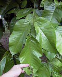 This material is provided for educational purposes only and is not intended for medical advice, diagnosis or treatment. Santol Fruit Facts And Health Benefits