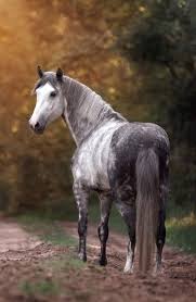 Nature Attitude In 2020 Beautiful Arabian Horses Most Beautiful Horses Horses