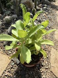 Image result for Kalanchoe daigremontiana