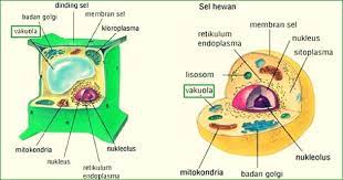 We did not find results for: Vakuola Adalah Pengertian Fungsi Struktur