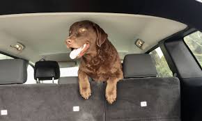 Black And White Chesapeake Bay Retriever Chesapeake Bay Retriever Car Chesapeake Bay Retriever Retriever Pets