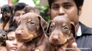Maybe you would like to learn more about one of these? Doberman Puppies Sale In Kolkata Youtube