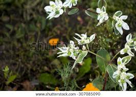 Plumeria grows into large trees, if given the right conditions. White Flowers Home Street The Flowers Grow Next To People S Homes Flowers Should Please Men And Women Stock Images Page Everypixel