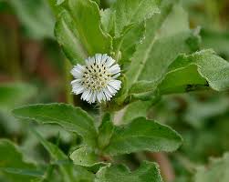 Image result for Eclipta prostrata