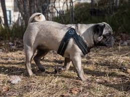 Image result for pug