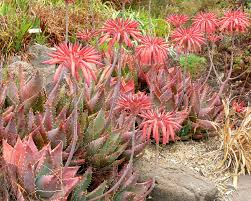 Image result for Aloe christianii