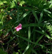 Image result for Sphenostylis