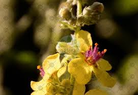 Image result for Anticharis