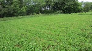 Planted in late sept.growing pretty good with no weeds so far.i'll send some new spring/summer pics when. Filling In Bare Sports In Your Food Plot