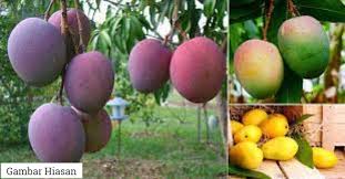 Posted by jupilin rangin at 6:02 pm. Pokok Mangga Petani Ini Dilapor Mampu Hasilkan 300 Jenis Mangga Yang Berbeza