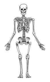 We will also compute an approximation of the system's lyapunov exponent, characterizing the. Premium Vector Sketches Human Spine