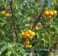 Image result for Solanum torreanum