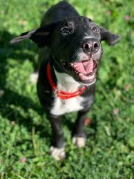 If you find a stray dog or cat, or would like information on surrendering a pet, you will need to call a local shelter to schedule and appointment. The Babinski Foundation