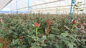 Join iris rosin as she show you how to create these sensational floral arrangements using roses & beargrass in a glass vase, sunflowers, curly willow and. Reality Check Where Does Your Bouquet Of Roses Come From National Globalnews Ca