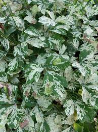 Image result for Nidorella ivifolia